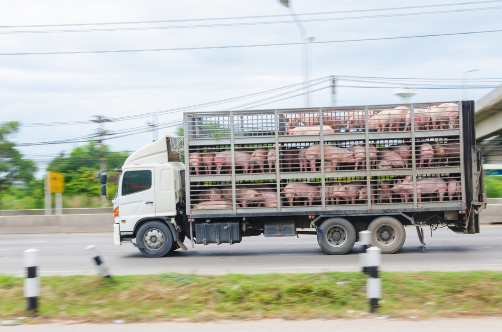 Pigs,Are,On,A,Truck,,Which,Is,Running,On,The