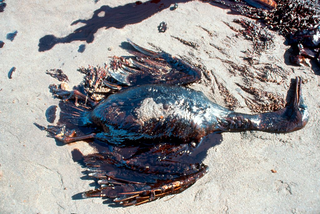 Les craintes d&rsquo;une mar&eacute;e noire s&rsquo;intensifient alors que le conflit iranien affecte le transport maritime dans le Golfe