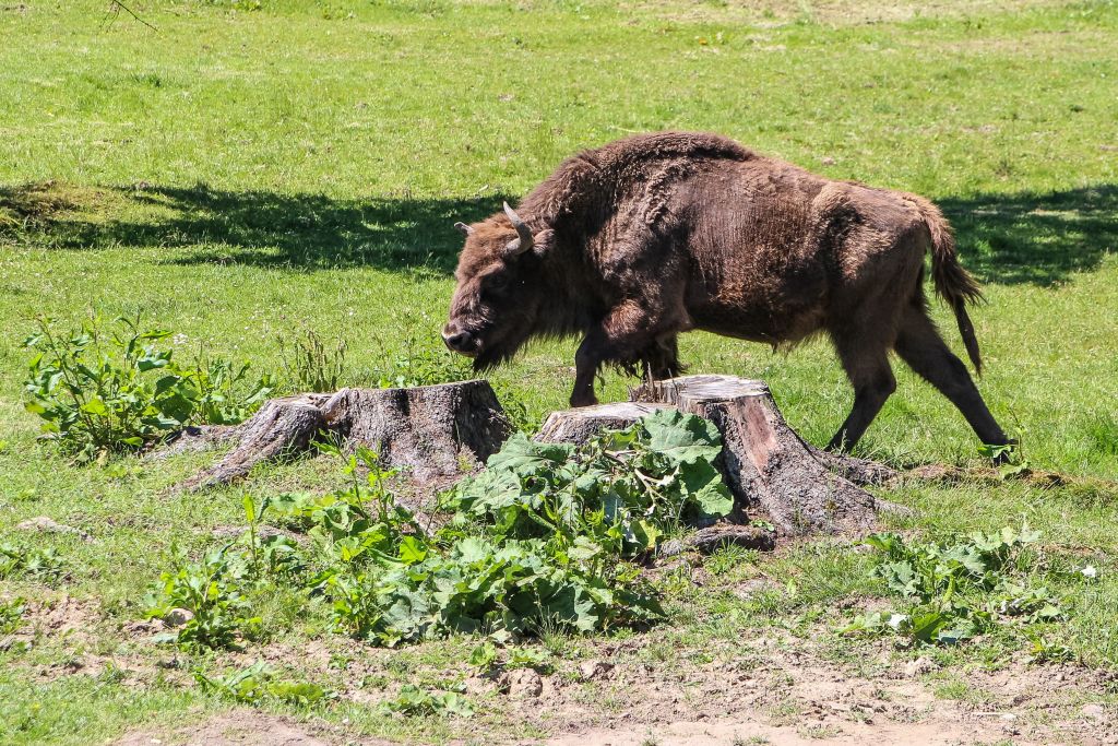 Un train tue trois bisons rares dans l&rsquo;est de la Pologne